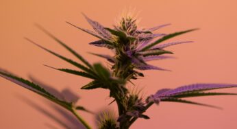 Organize The Watering Process When Growing Marijuana