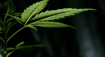 Where Did Cannabis Originate From?