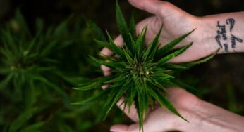 Medical Cannabis and Its Interesting Facts