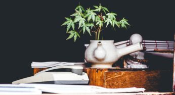 The Many Benefits of Maintaining A Weed Journal