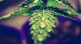 Medical Cannabis Positively Affects The Economy
