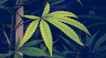 Autoflowering Cannabis Seeds – What To Know