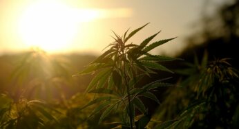 In the news: New cannabis app Tetragram aims to simplify the industry for patients