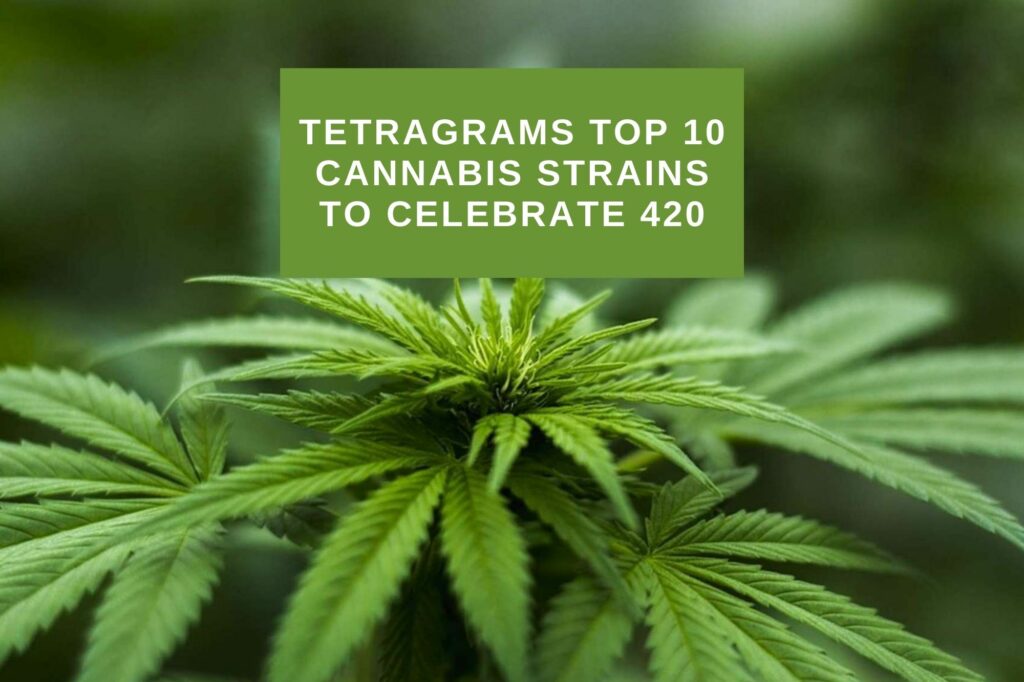 Tetragrams Top 10 cannabis strains to 420 - Tetragram