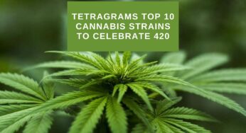 Tetragrams Top 10 cannabis strains to celebrate 420