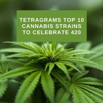 Tetragrams top 10 cannabis strains to celebrate 420