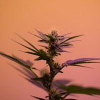 Medical Cannabis Journals
