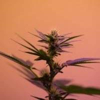 Online Cannabis Journal